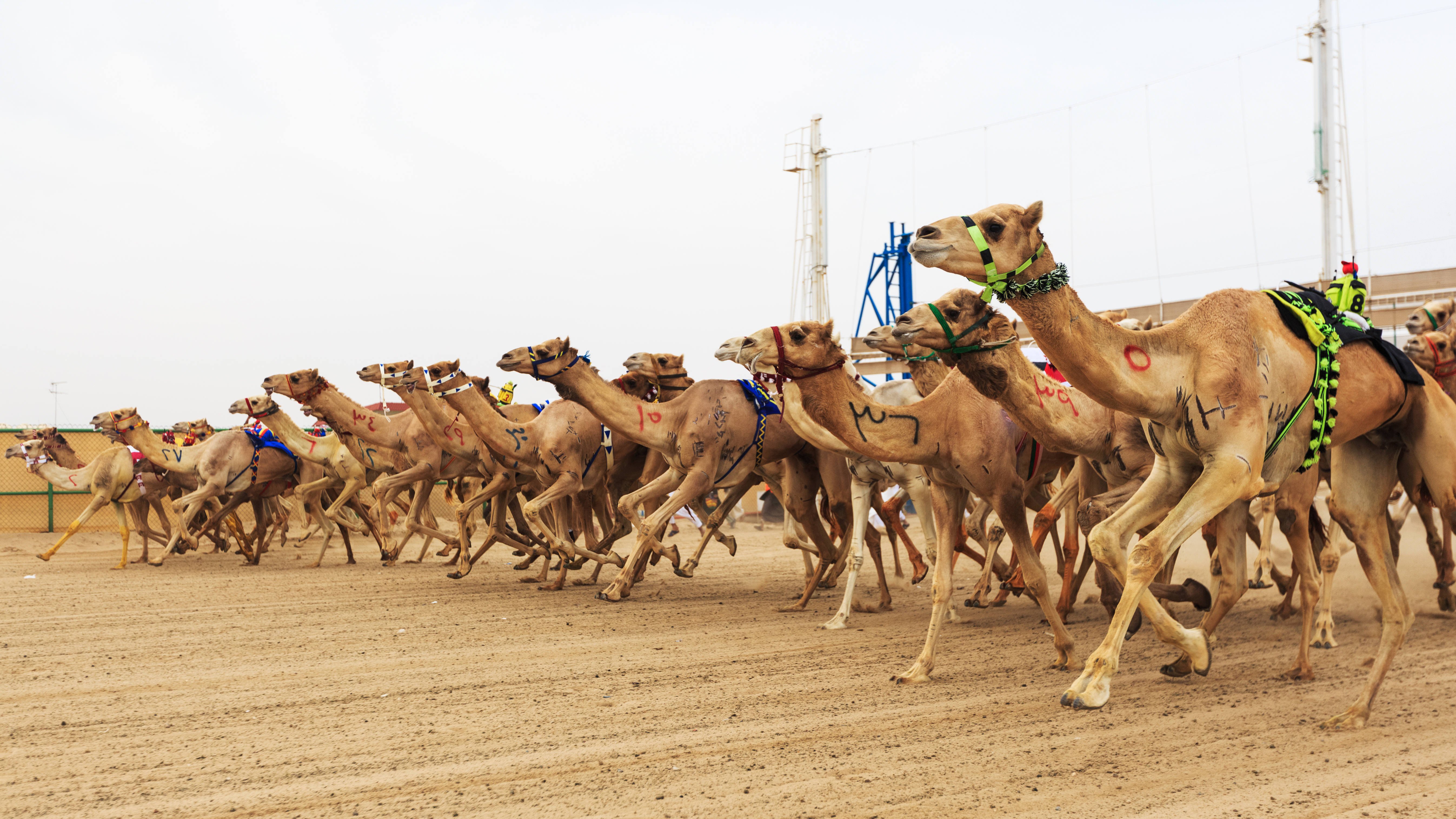 Горбатые скачки: зачем разводят гончих верблюдов — 16.09.2021 — В мире,  Lifestyle на РЕН ТВ