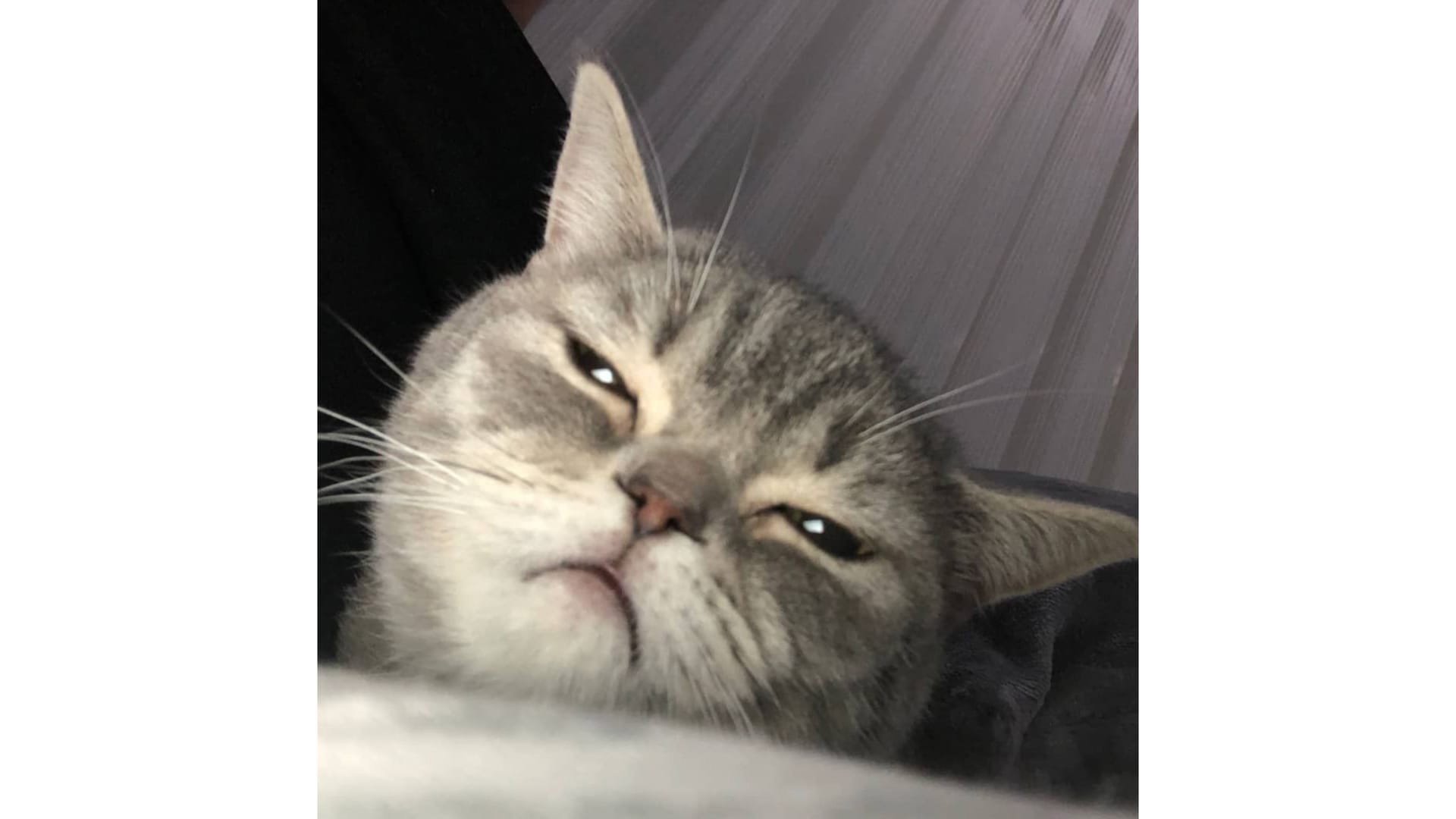 Сонный котенок с осуждающим взглядом стал мемом — 30.04.2021 — Lifestyle на  РЕН ТВ