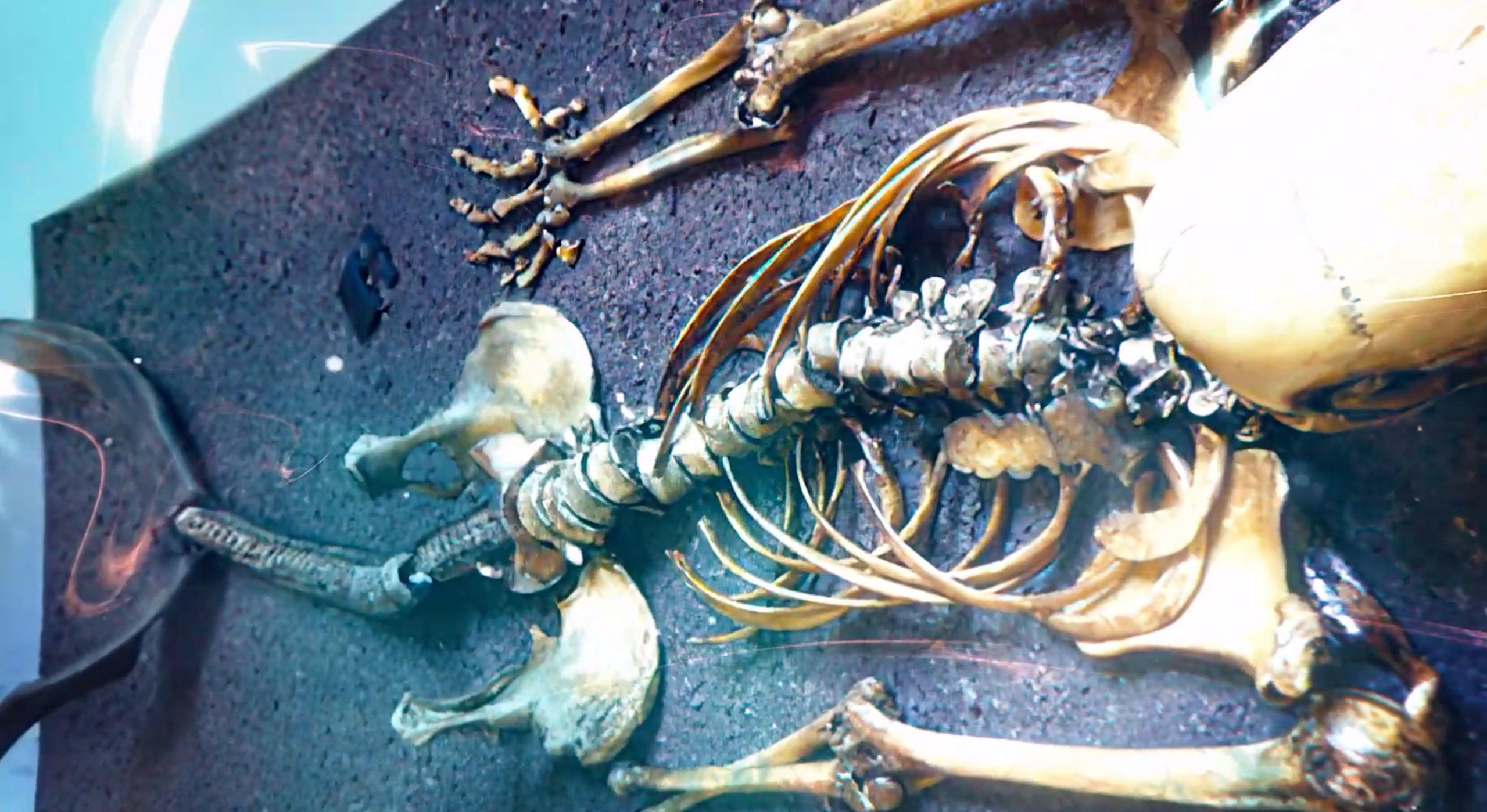 Ученые разгадали тайну жуткой мумии «русалки»